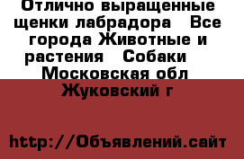 Отлично выращенные щенки лабрадора - Все города Животные и растения » Собаки   . Московская обл.,Жуковский г.